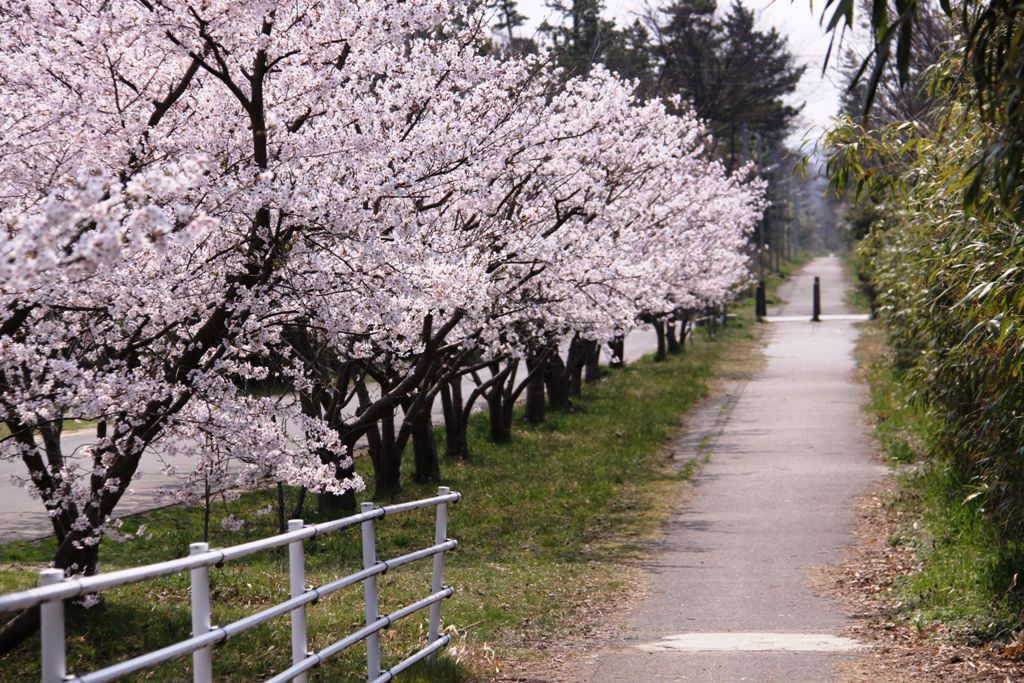 大島の桜並木