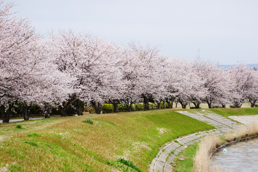 柴木公園の桜並木