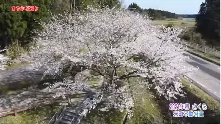 米町地区　桜