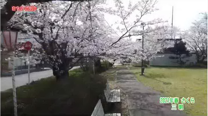 三明地区　桜