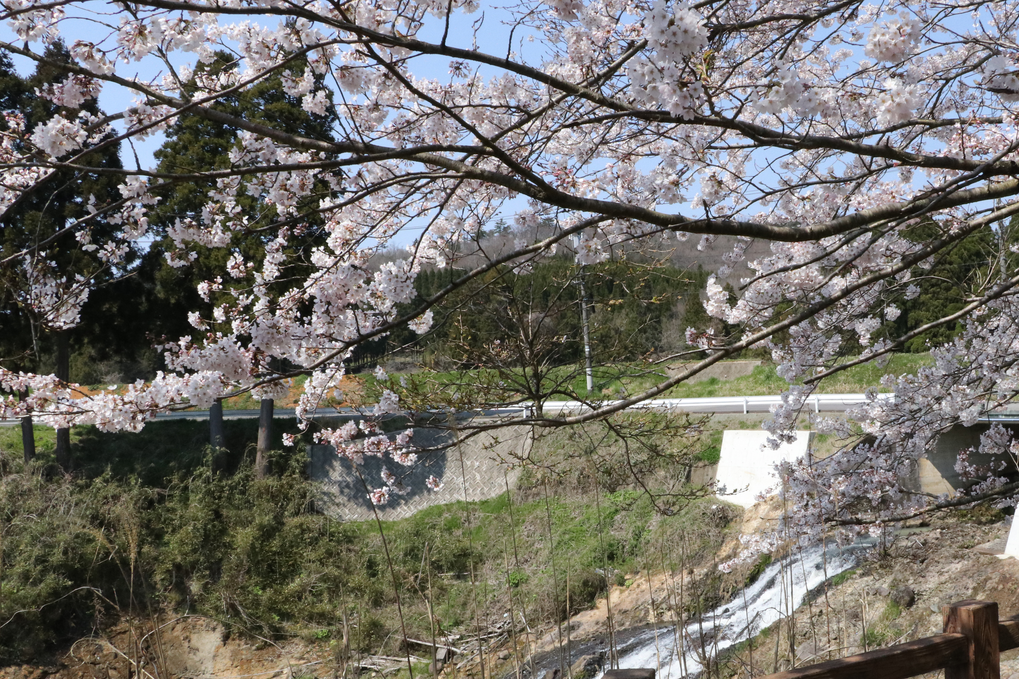 米町・不動の滝の桜の画像