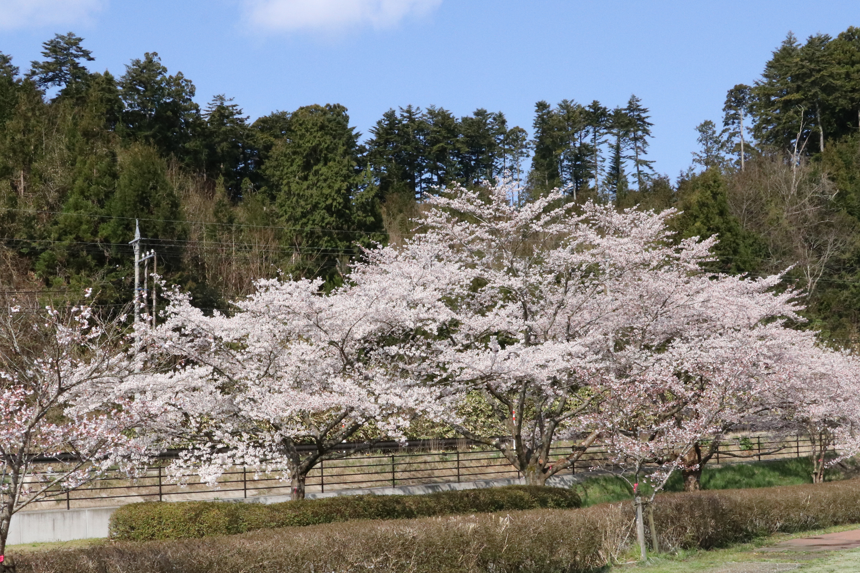直海・せせらぎ自然公園桜の画像