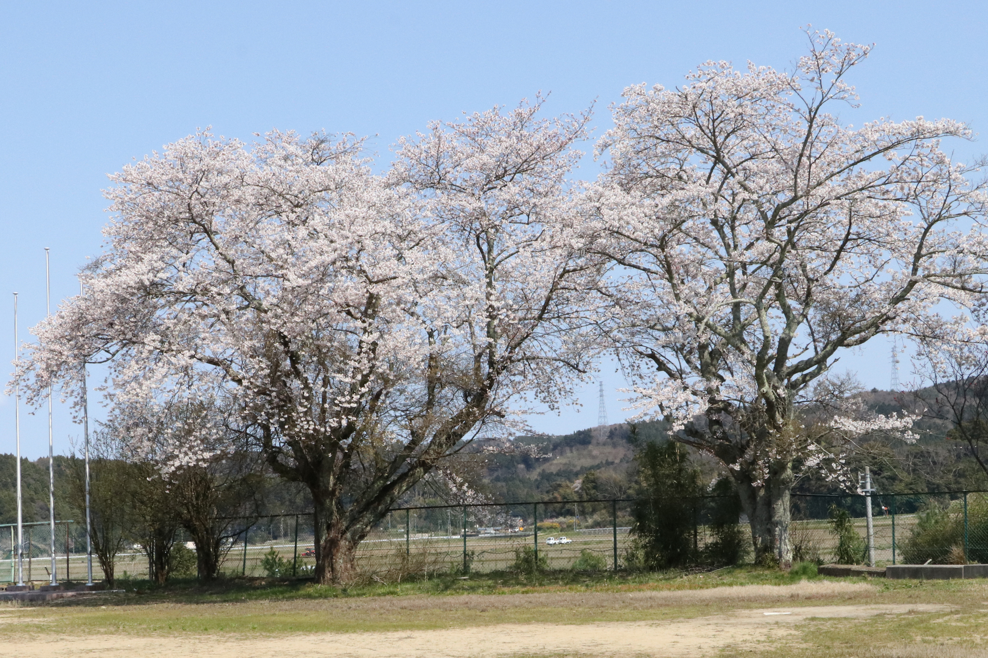 旧土田小学校の桜の画像