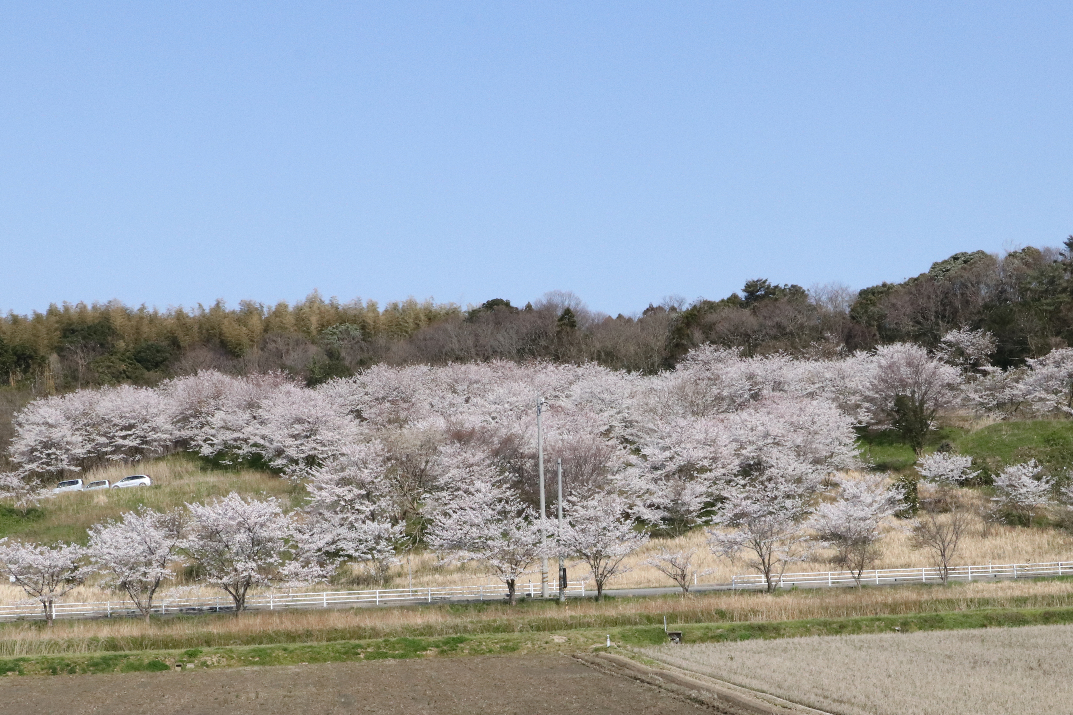中甘田・南山台地桜の丘公園の桜の画像