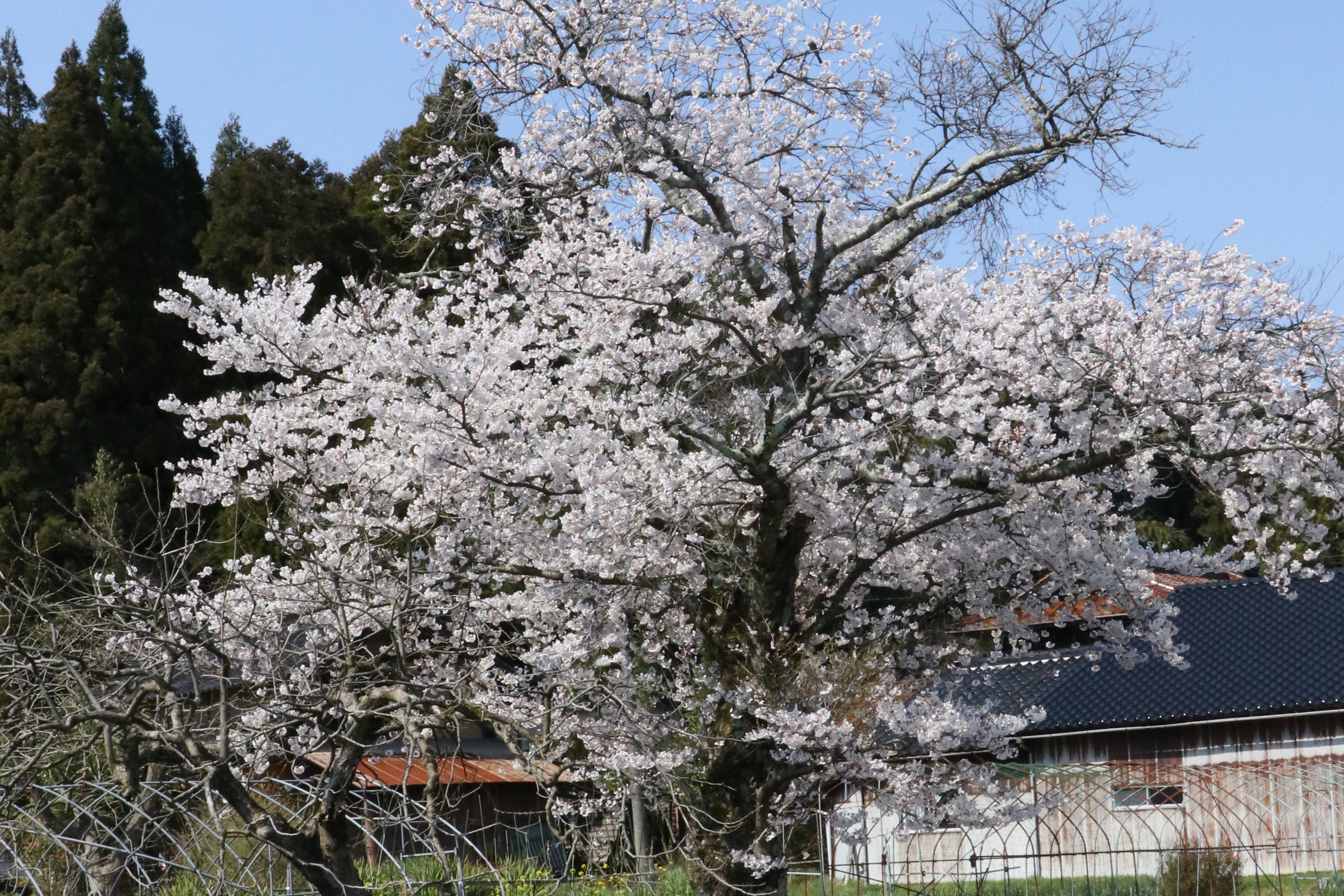 安津見地区の桜の画像