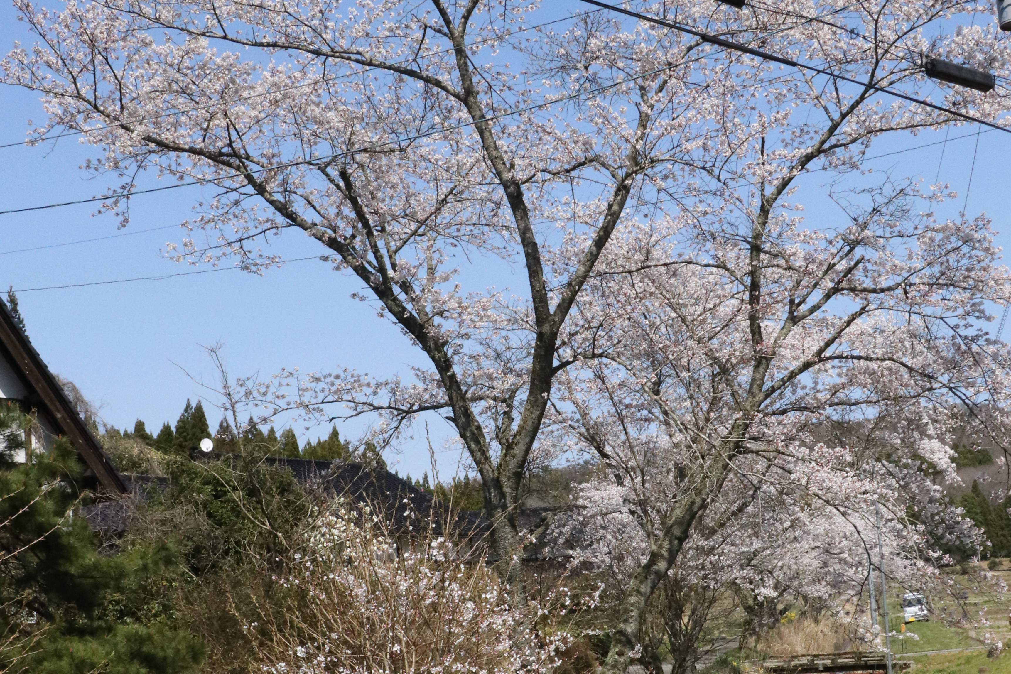 徳田・青谷地区の桜の画像