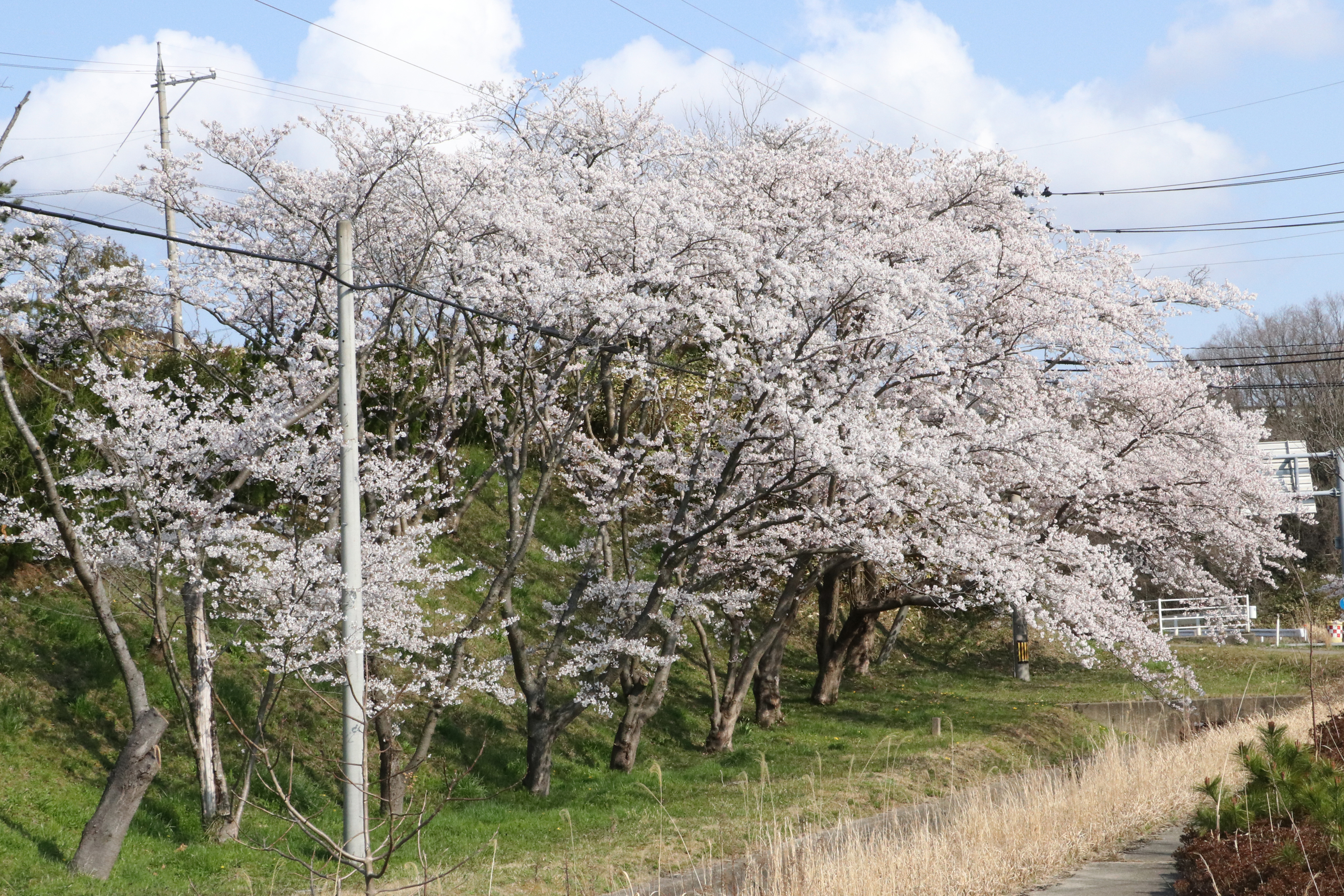 旧志賀中学校の桜の画像