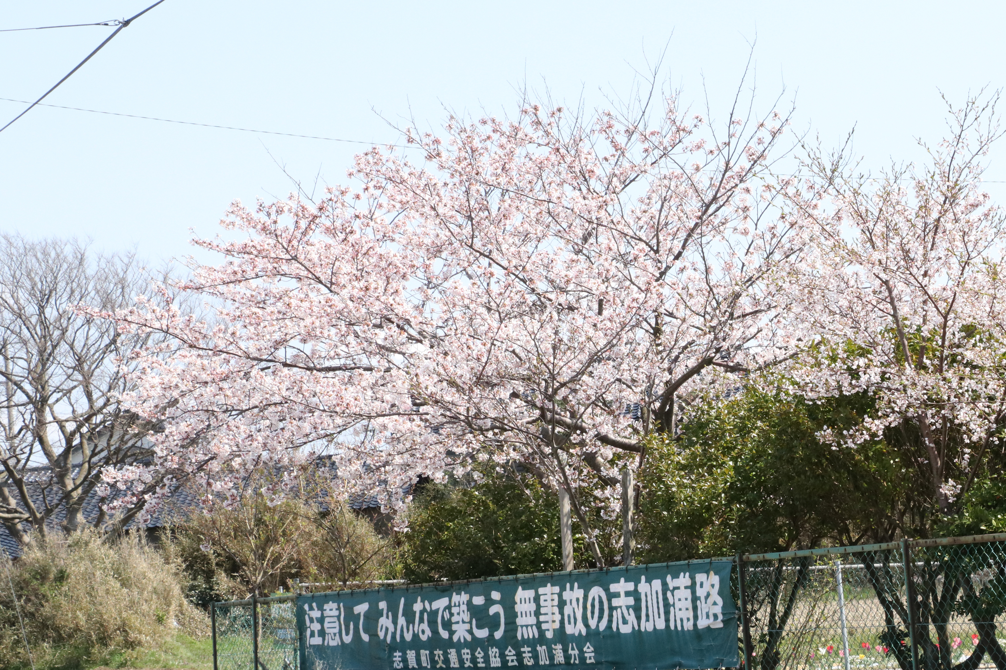 旧志加浦保育園の桜の画像
