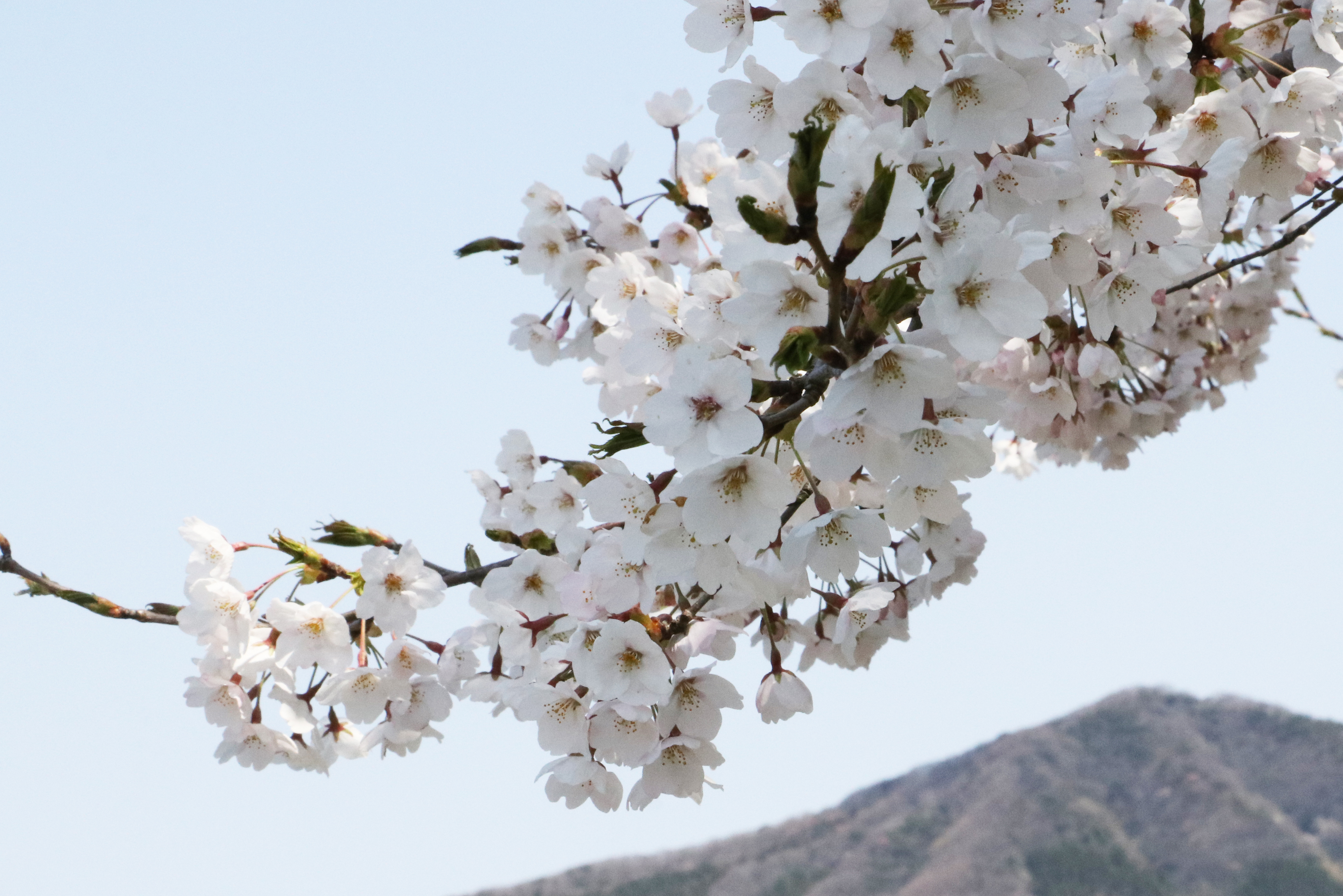 大福寺地区の桜の画像
