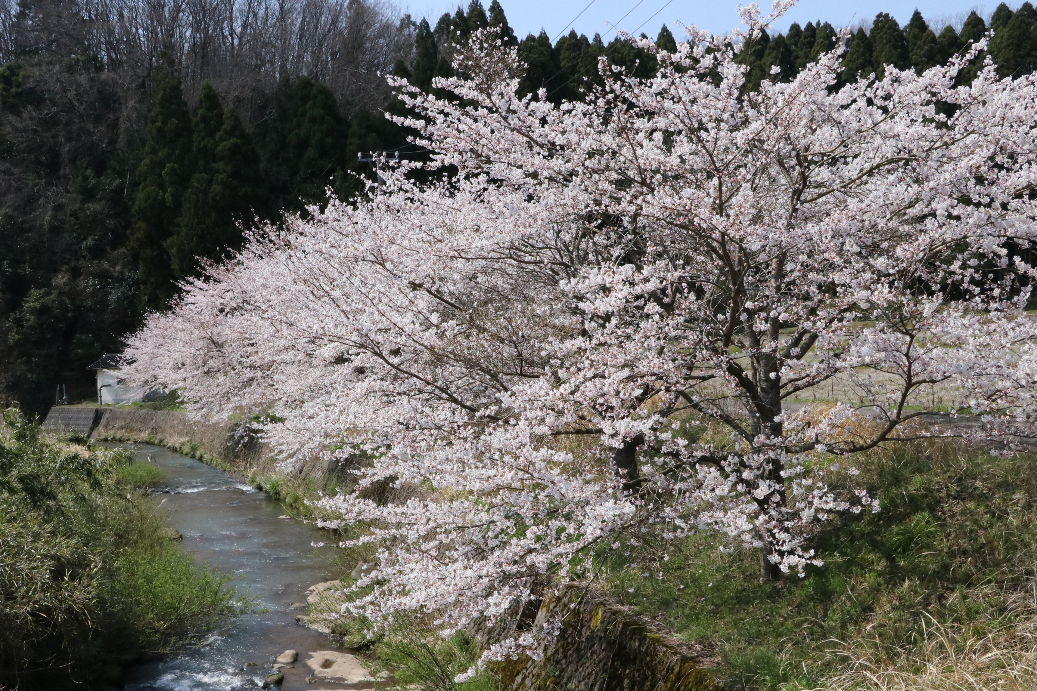 尊保バス停付近の桜の画像