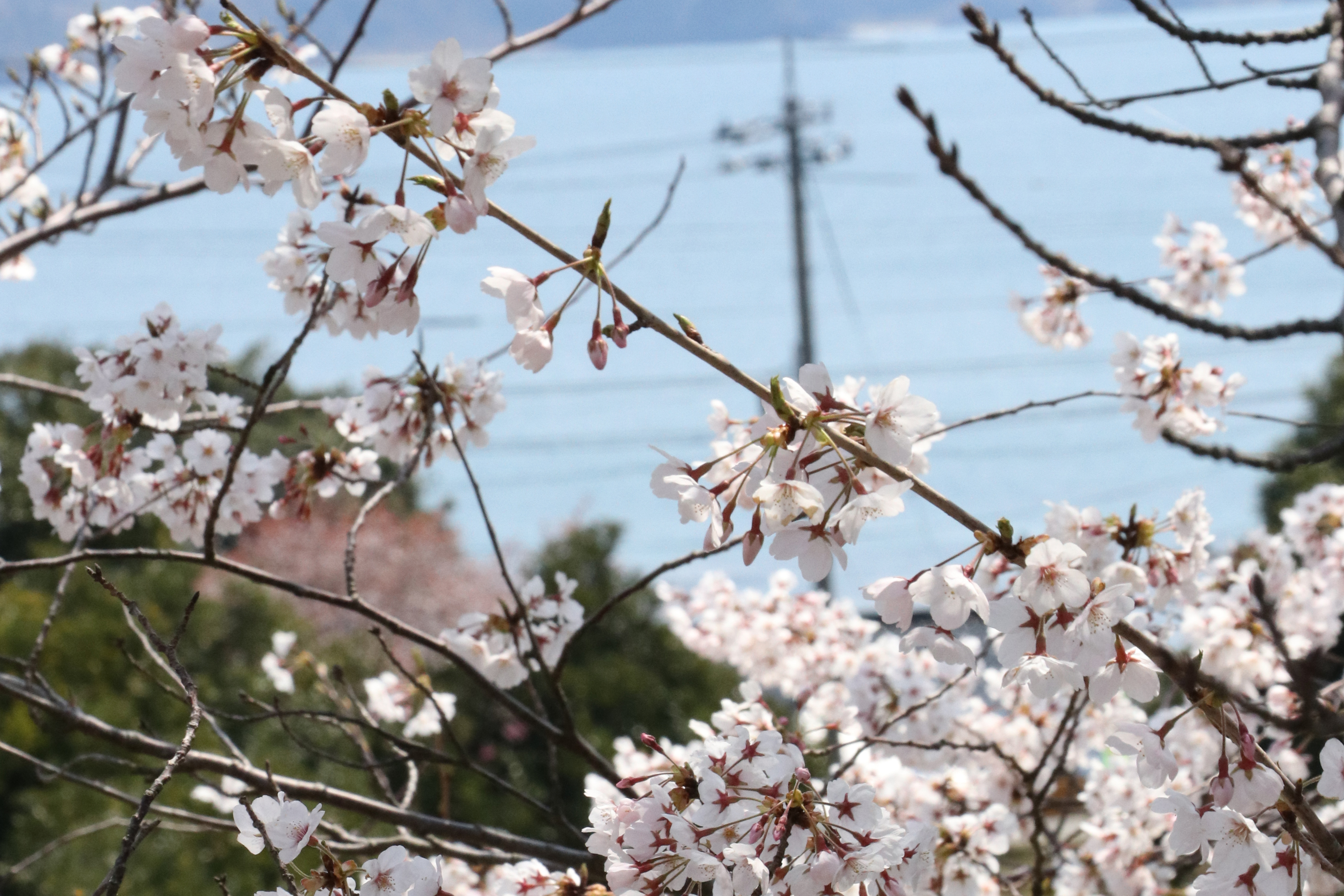 西海・風戸公民館の桜の画像