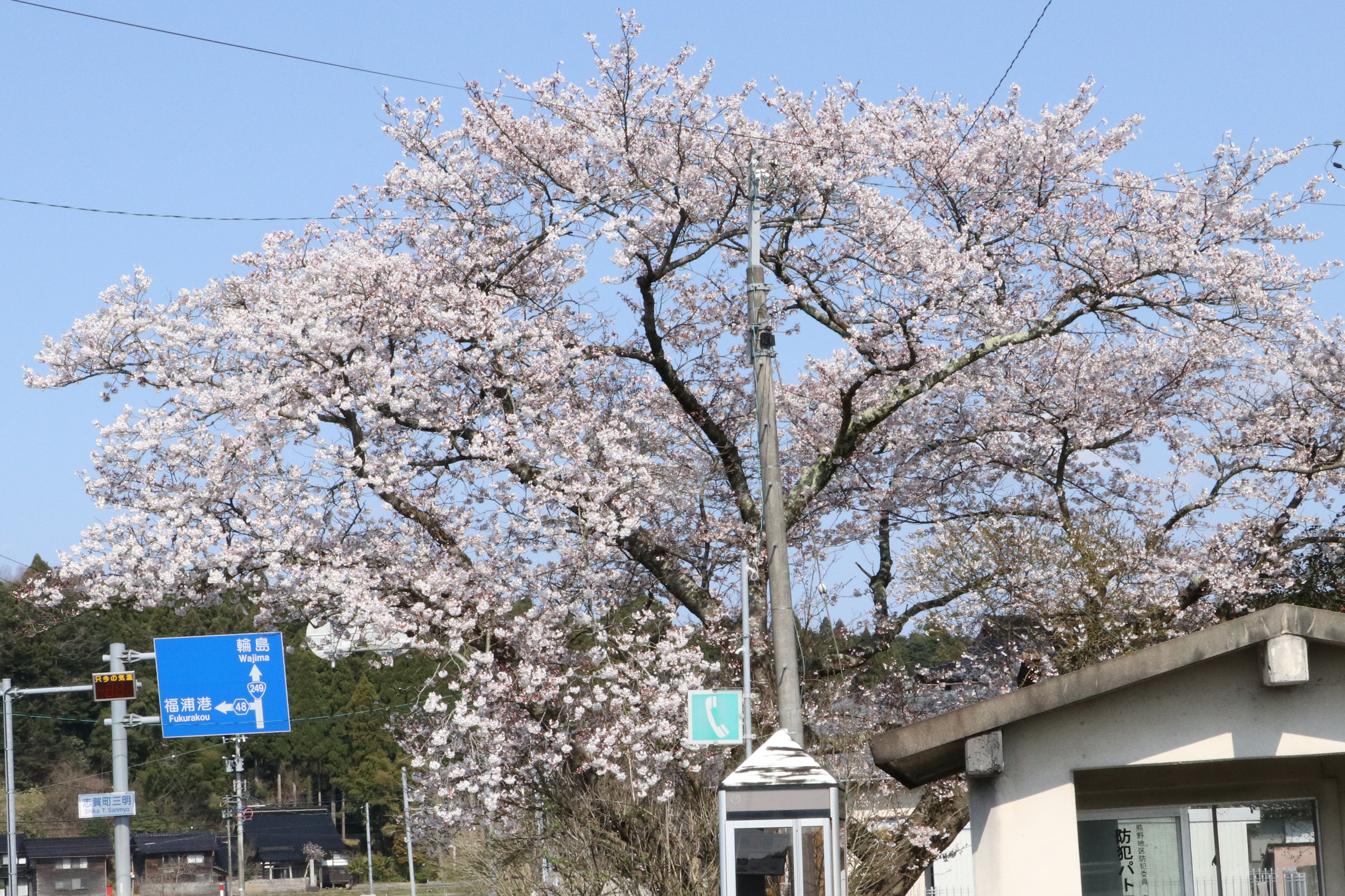 三明地区の桜の画像