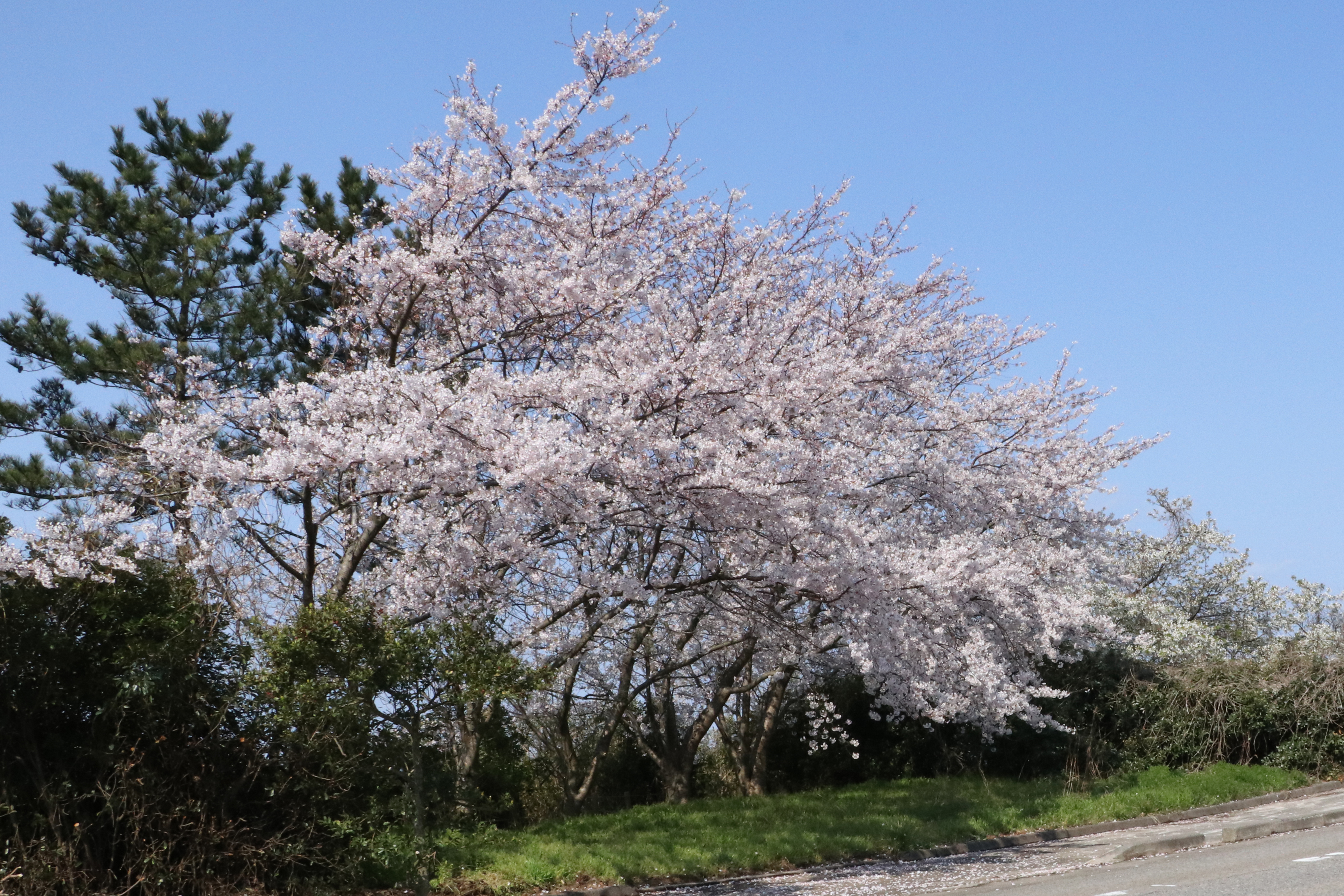 牛下バス停付近の桜の画像