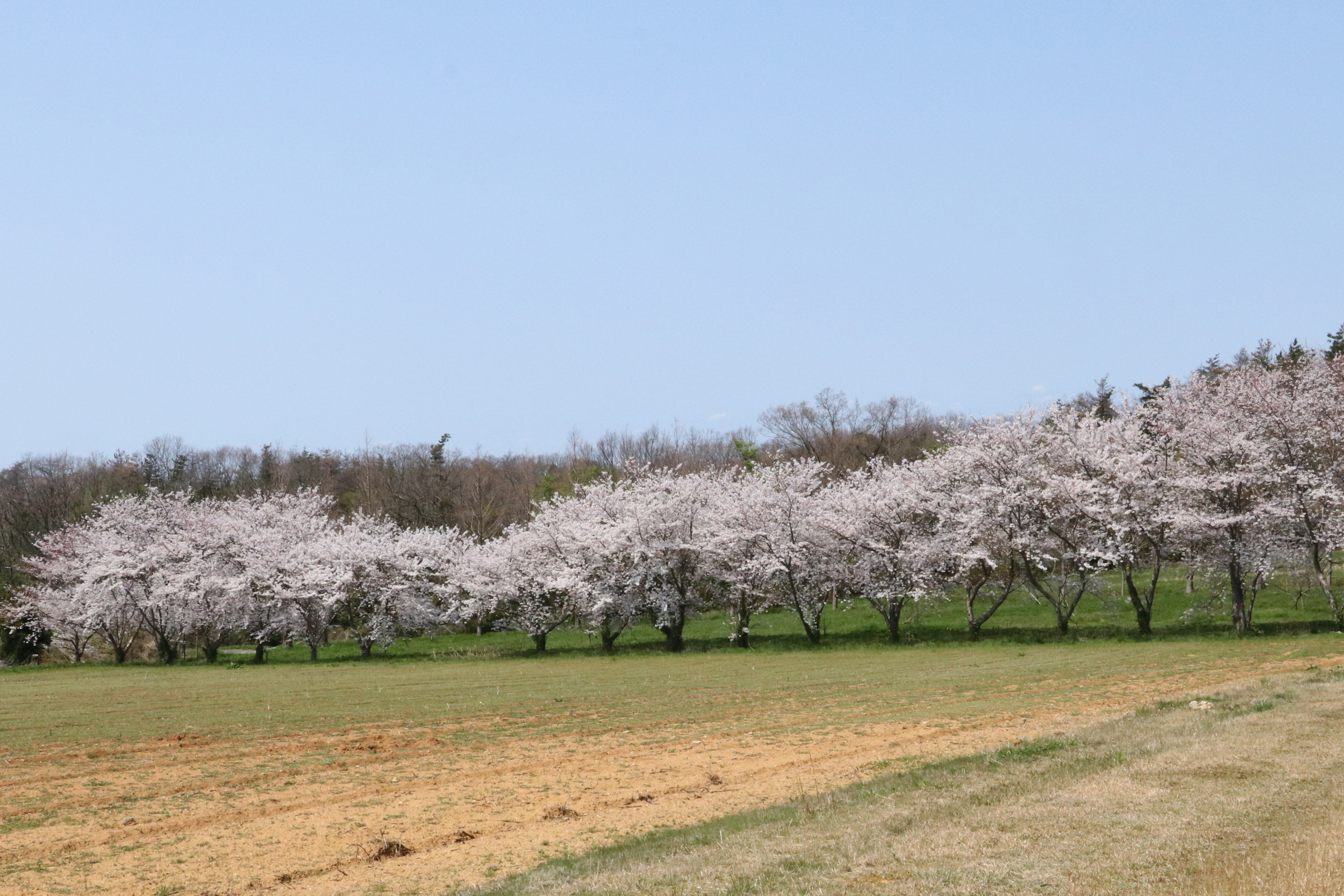 香能の丘の桜の画像