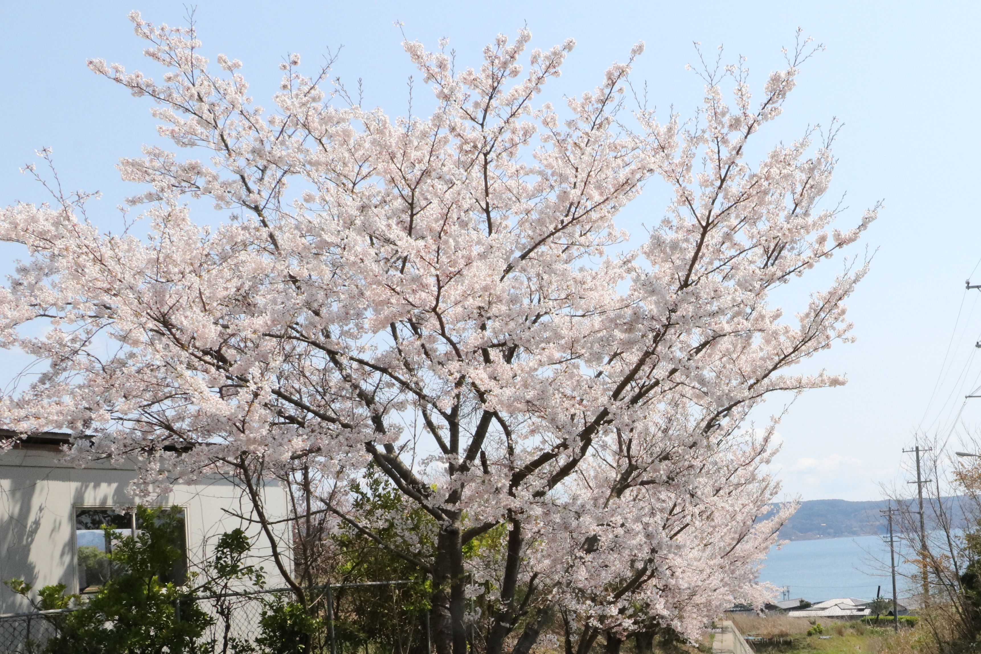 旧西海小学校の桜の画像