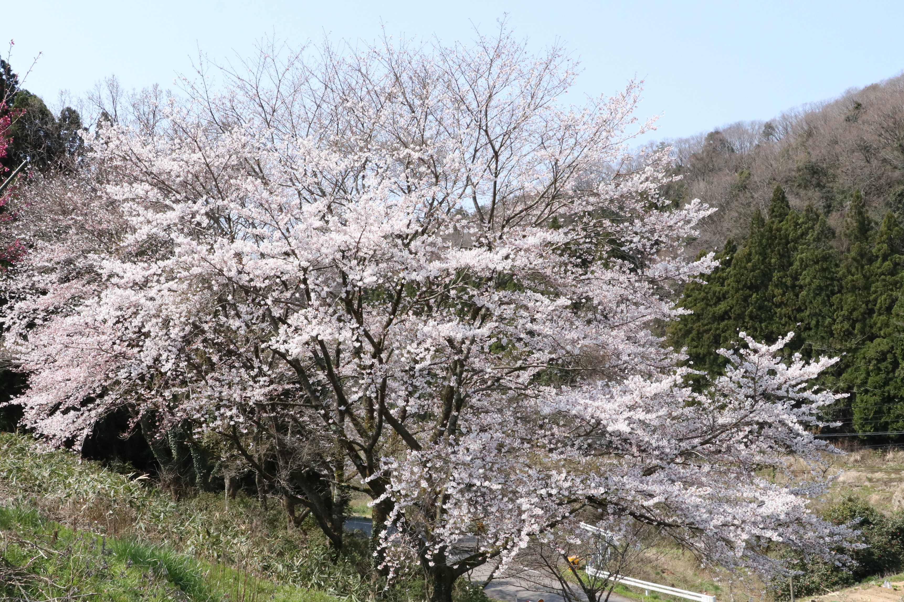 旧笹波保育園の桜の画像