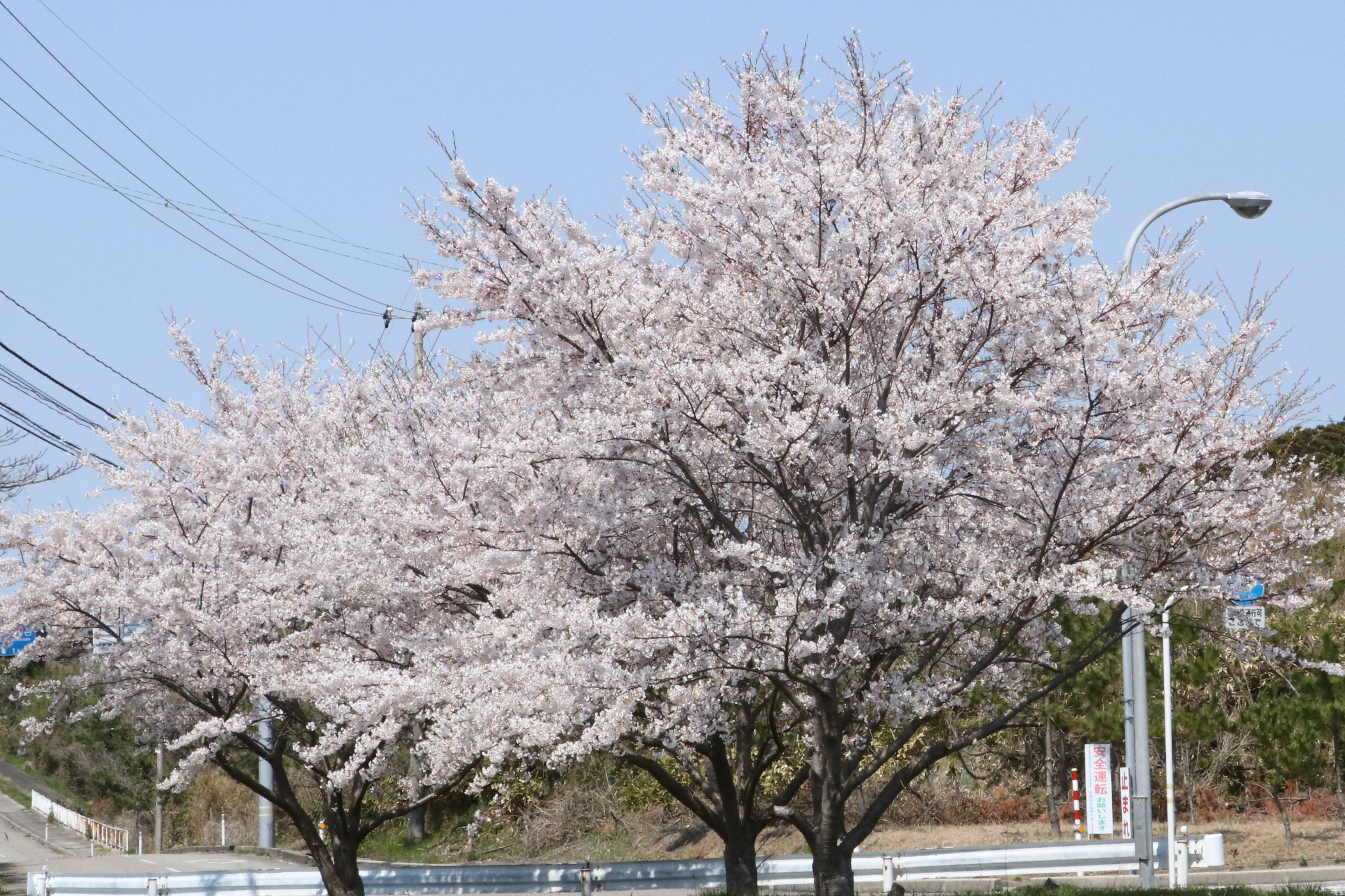 福浦・浄化センター前の桜の画像