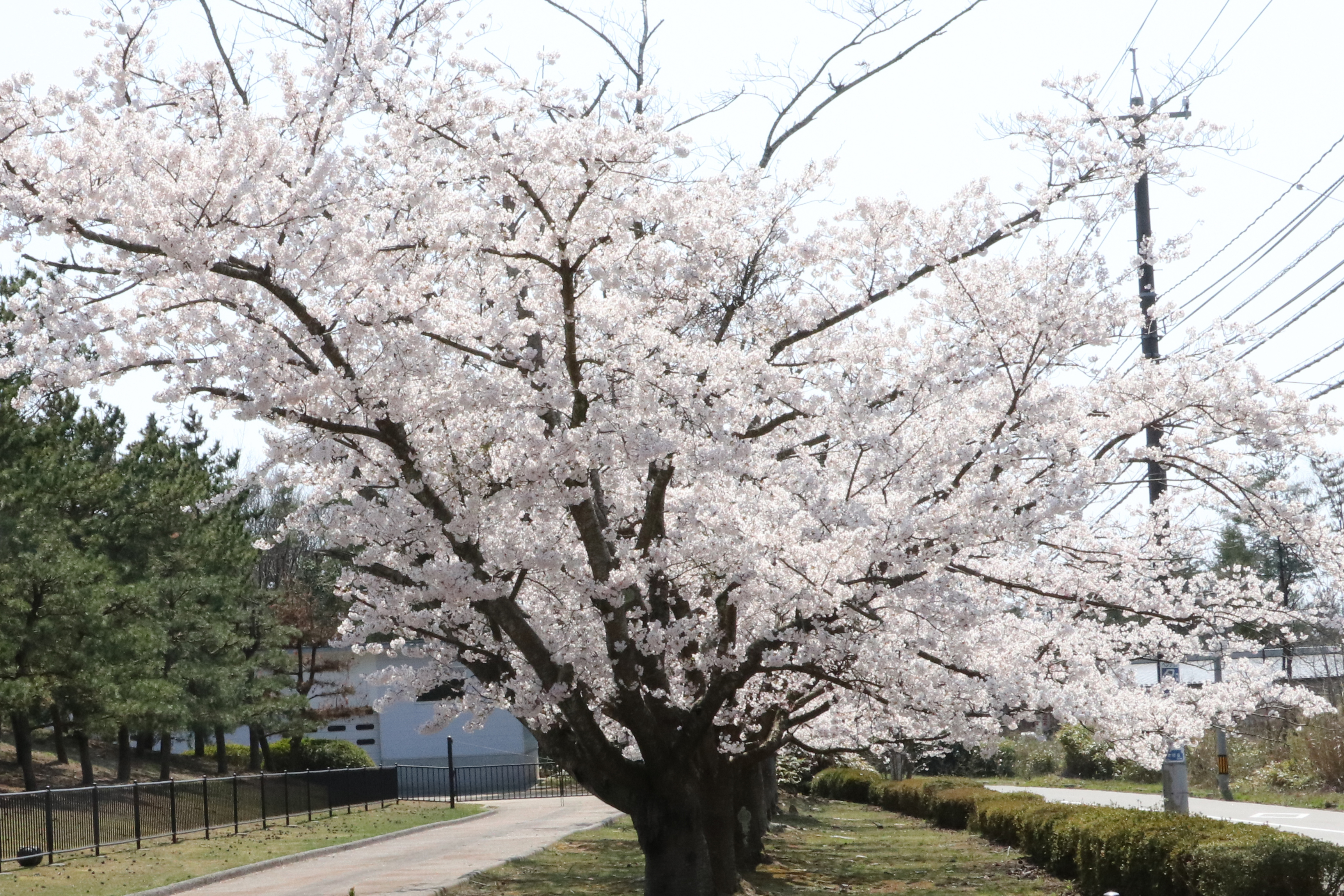 志賀町陸上競技場の桜の画像