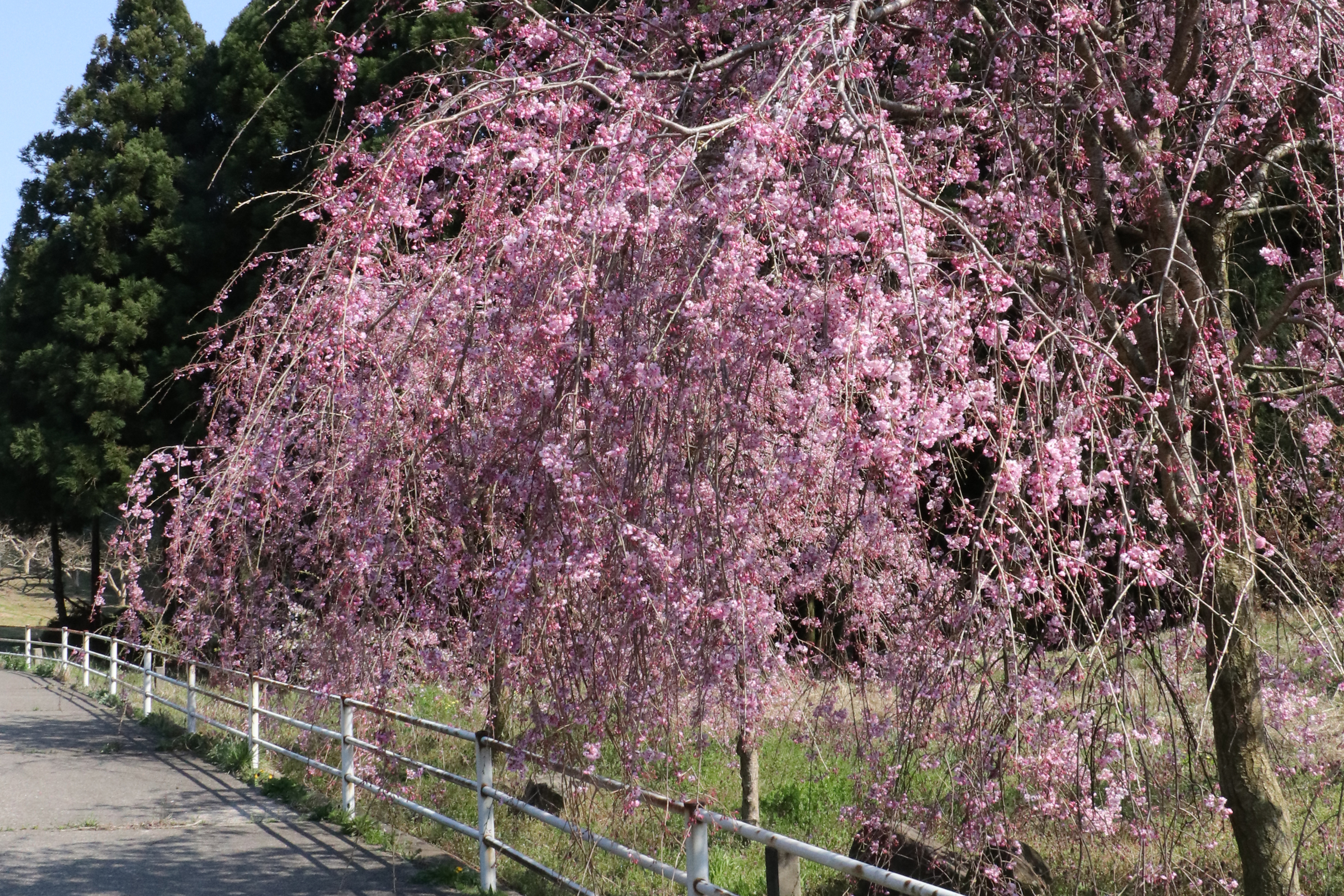 西山地区の桜の画像