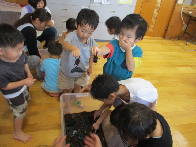 カブトムシかっこいい！（とぎ保育園）の画像2