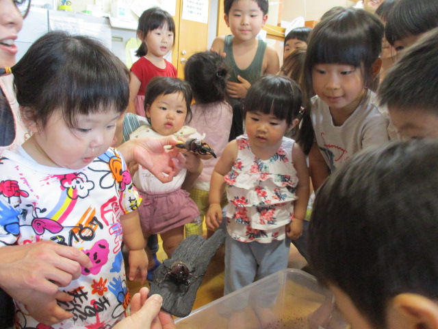 カブトムシかっこいい！（とぎ保育園）の画像3