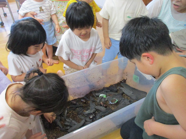 カブトムシかっこいい！（とぎ保育園）の画像4