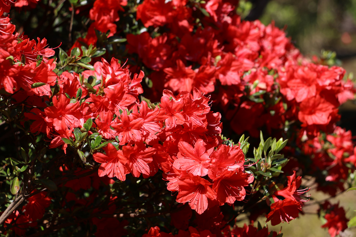 のとキリシマツツジの画像