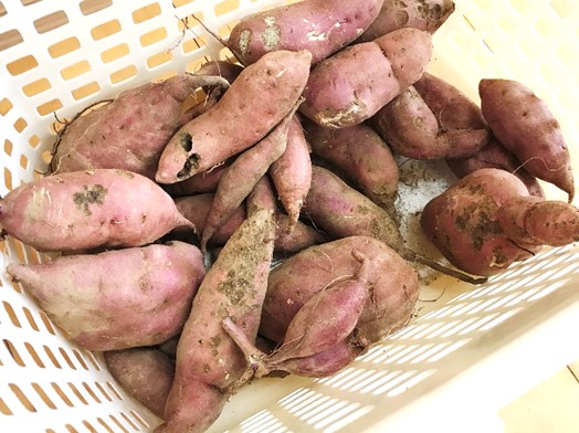 10月12日の画像1