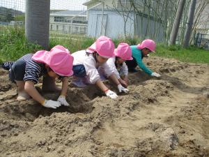 きりん組がじゃがいもを植えている写真