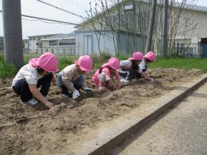 きりん組がじゃがいも植えをしている写真